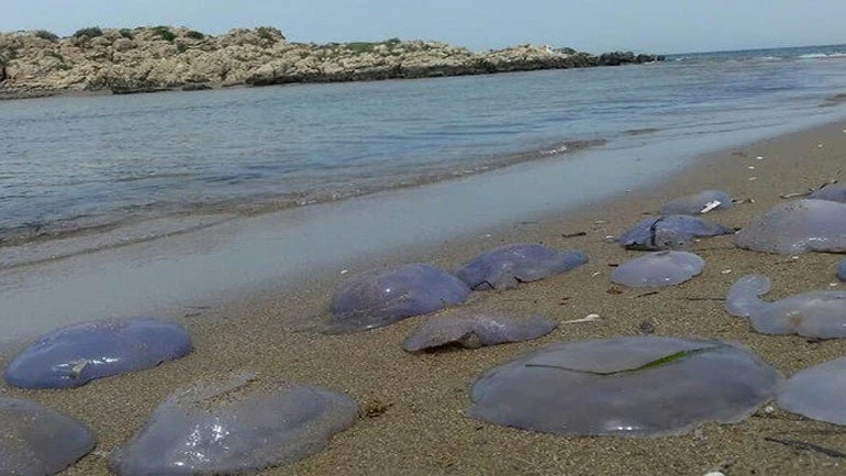 Μέδουσες εμφανίστηκαν σε παραλία της Ηλείας